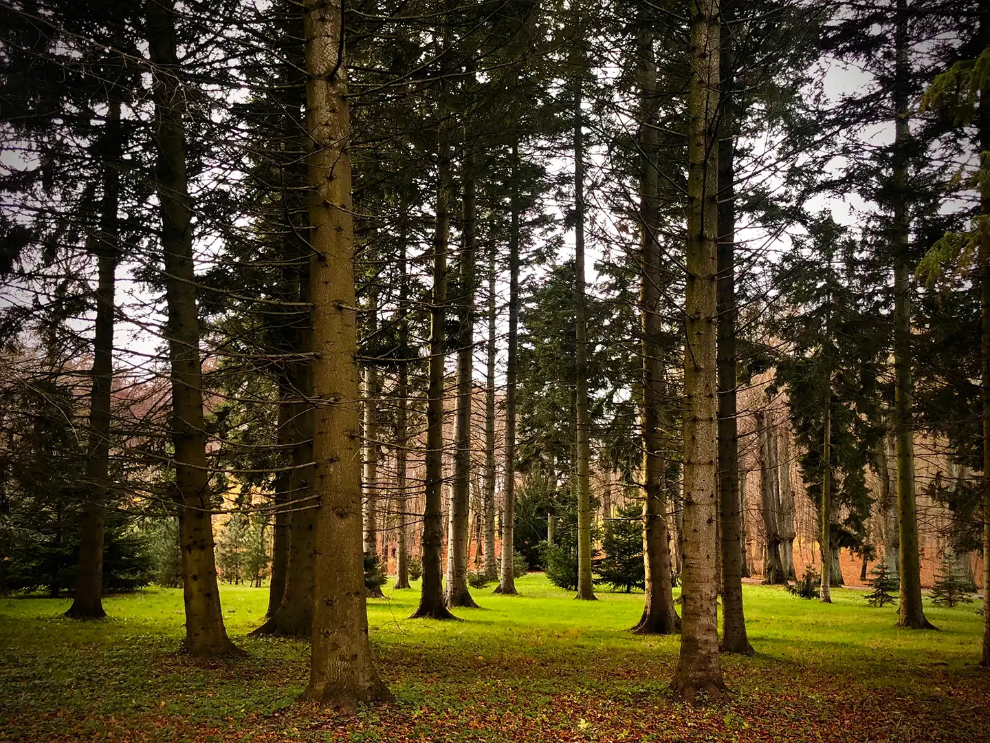 black and pine green