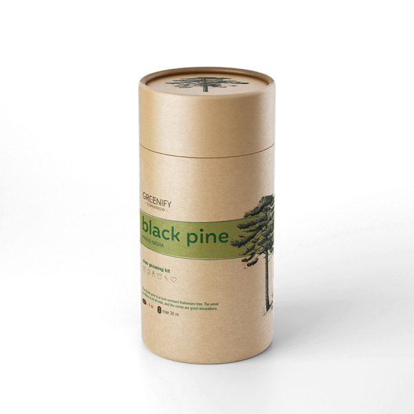 new-black-pine