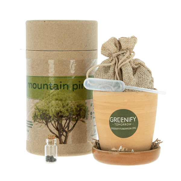 new-dwarf-mountain-pine-2